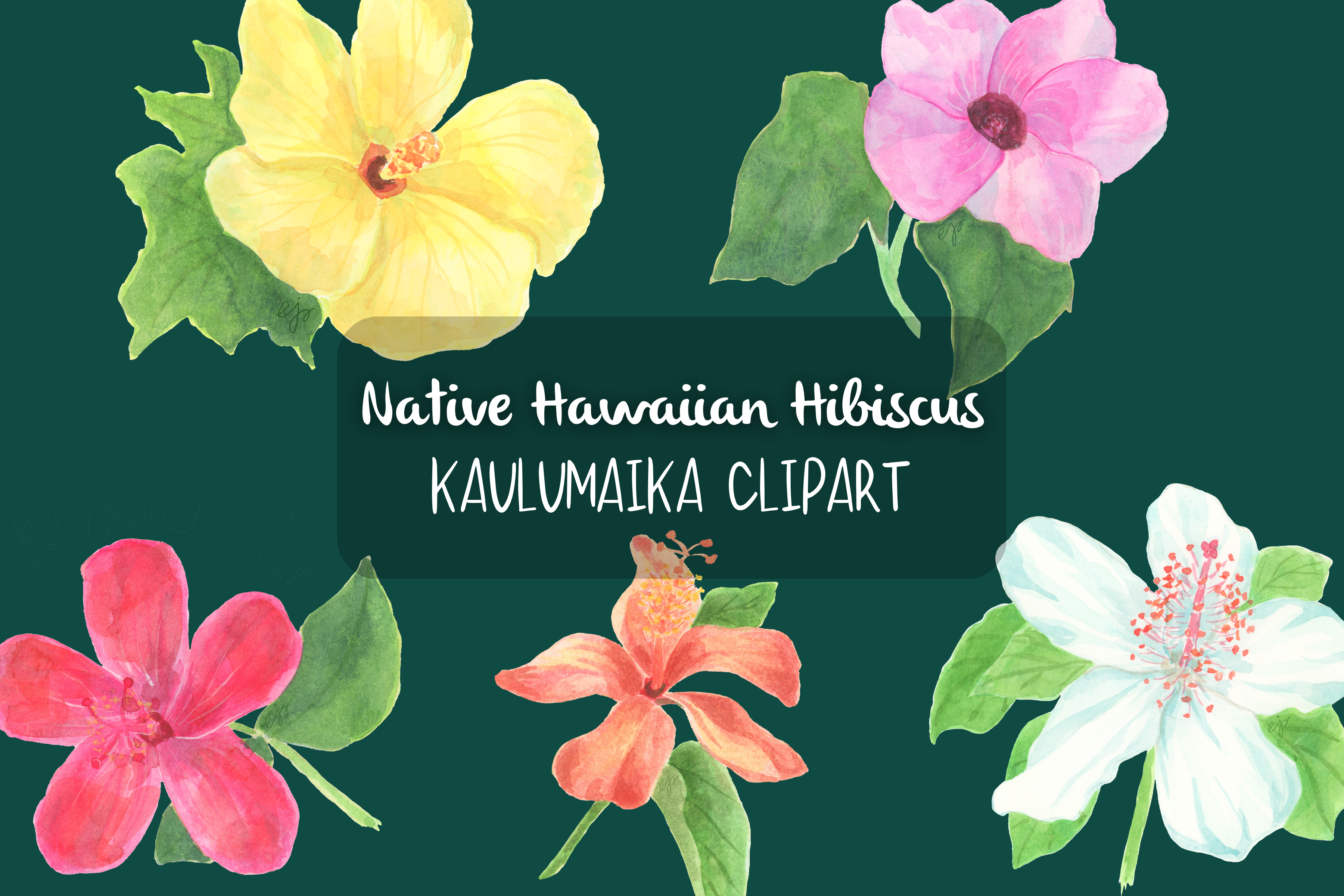 Hawaiian Hibiscus Clipart Kaulumaika