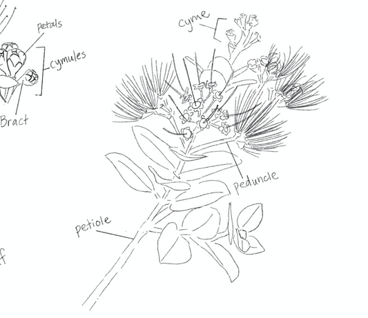 The Ultimate Ohia Lehua Drawing Guide