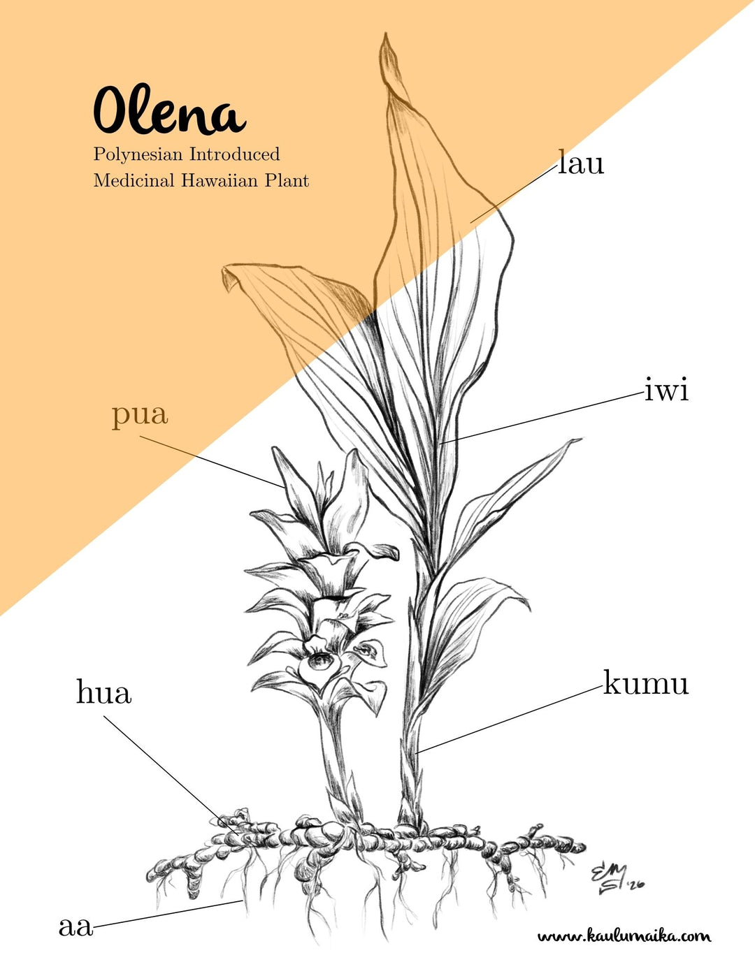 Olena Coloring Page