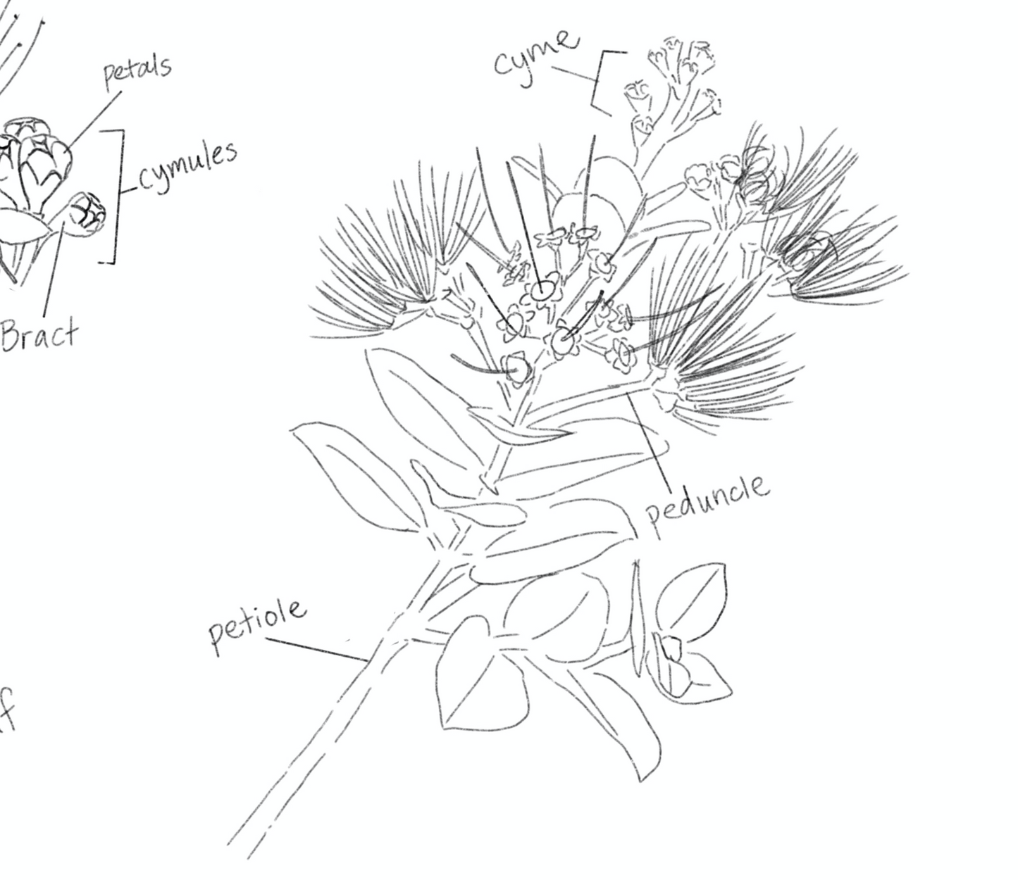 The Ultimate Ohia Lehua Drawing Guide